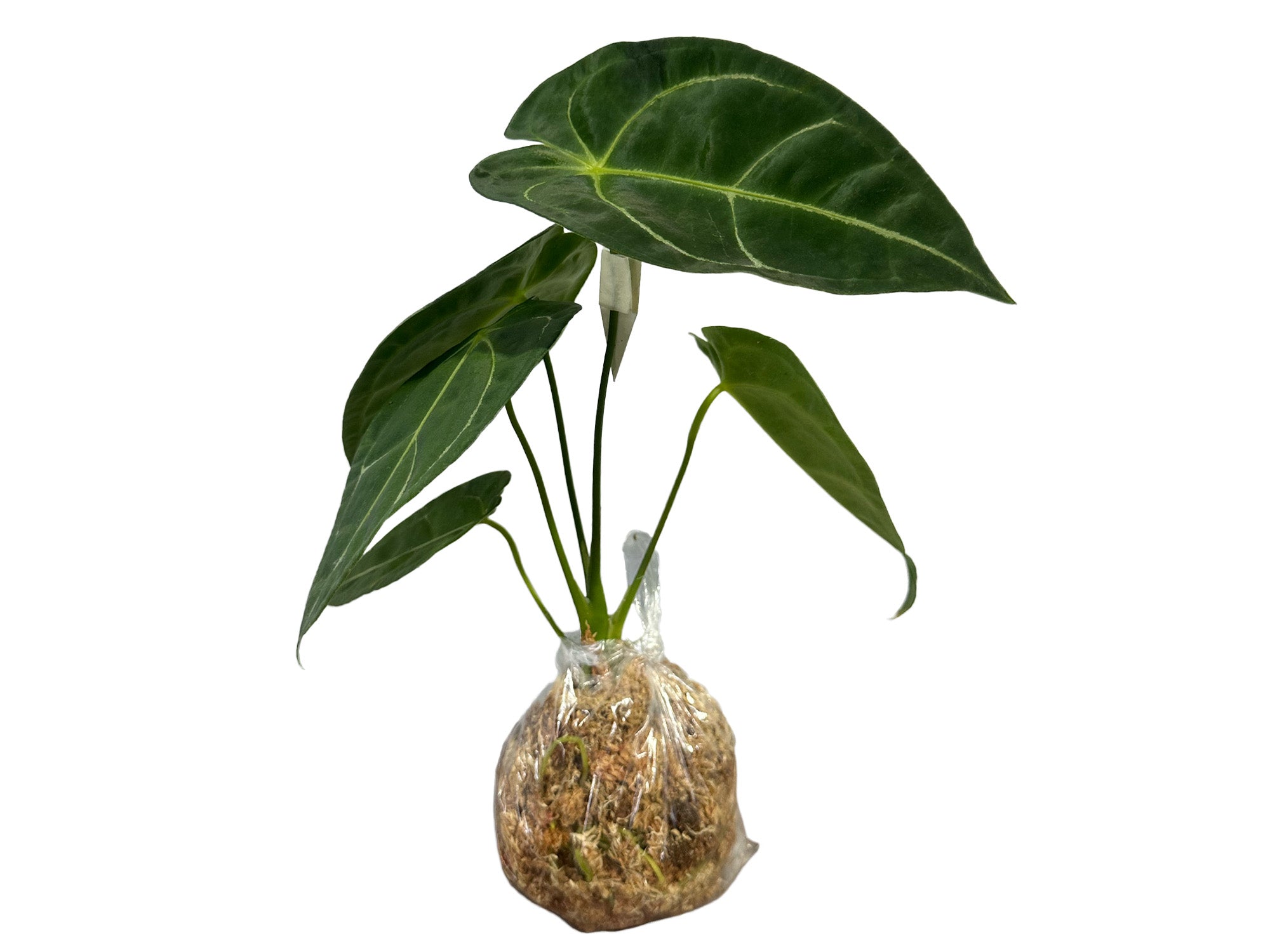 Anthurium Amazon King Stripes 'Inverse crossing' — Ecuagenera
