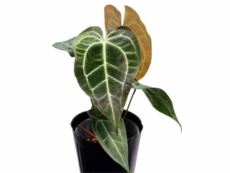 Anthurium Amazon King Stripes x Anthurium Magnificent Silver