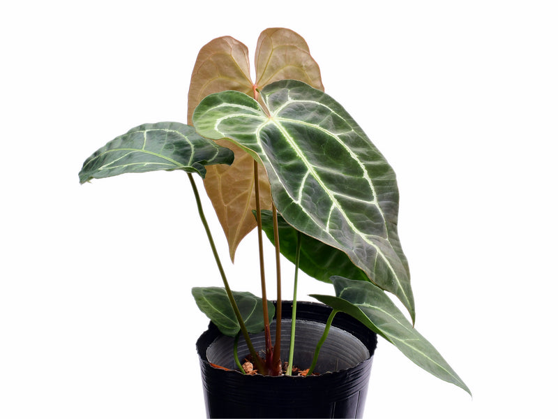 Anthurium Amazon King Stripes x Anthurium Magnificent Silver