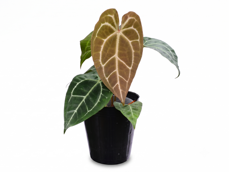 Anthurium Amazon King Stripes x Anthurium Magnificent Silver