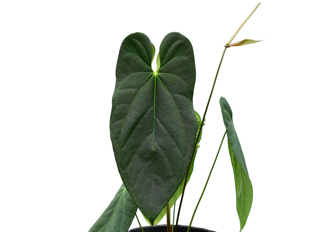 anthurium camo Anthurium Amazon Night Fox