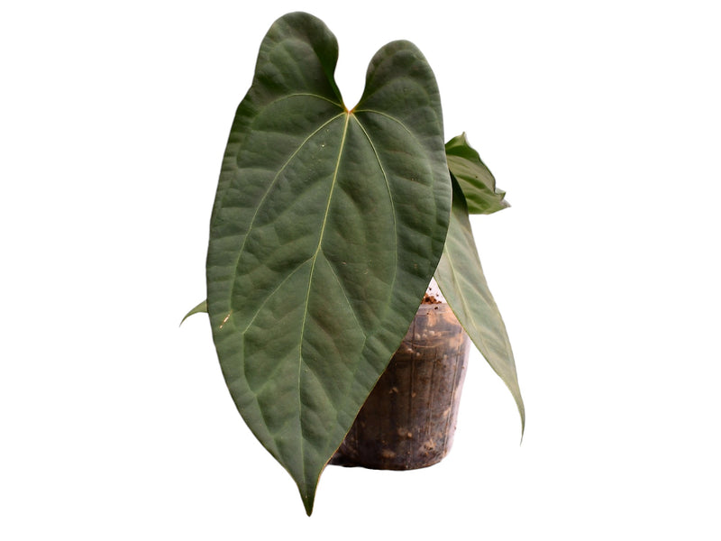 Anthurium Amazon Night Fox x Anthurium Ecuagenera Green Soul