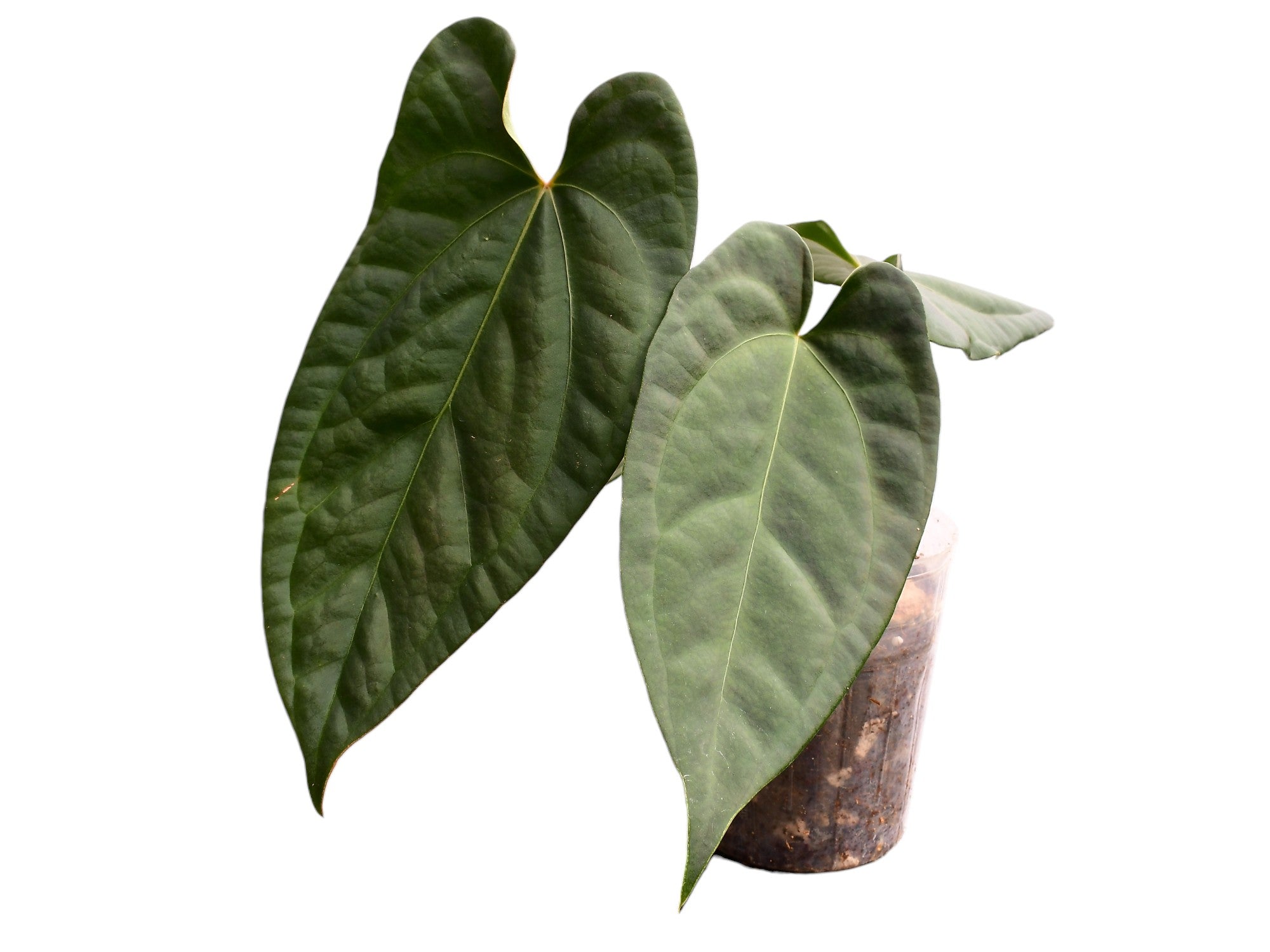 Anthurium Amazon Night Fox x Anthurium Ecuagenera Green Soul