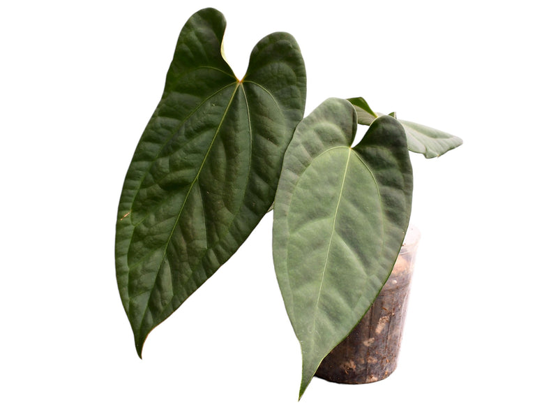 Anthurium Amazon Night Fox x Anthurium Ecuagenera Green Soul