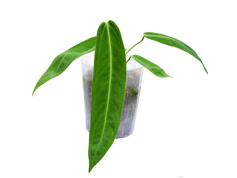 anthurium princess Anthurium Amazon Princess