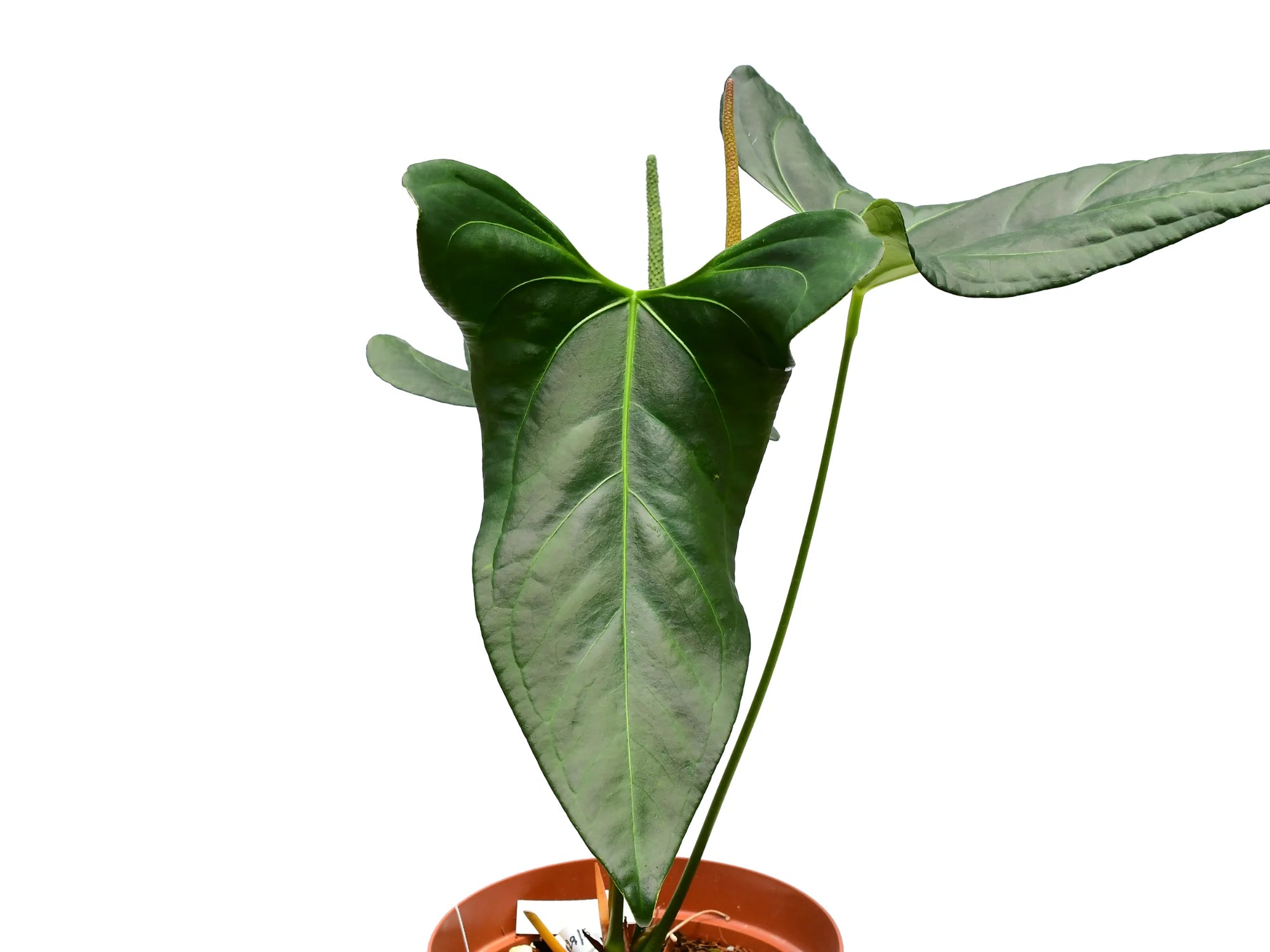 Anthurium Amazon Rabbit