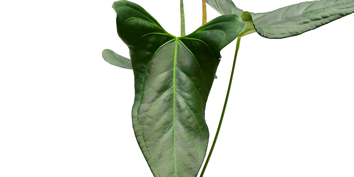 Anthurium Amazon Rabbit 'Inverse crossing' — Ecuagenera Orquídeas Anthurium Amazon Rabbit 'Inverse crossing' — Ecuagenera Orquídeas