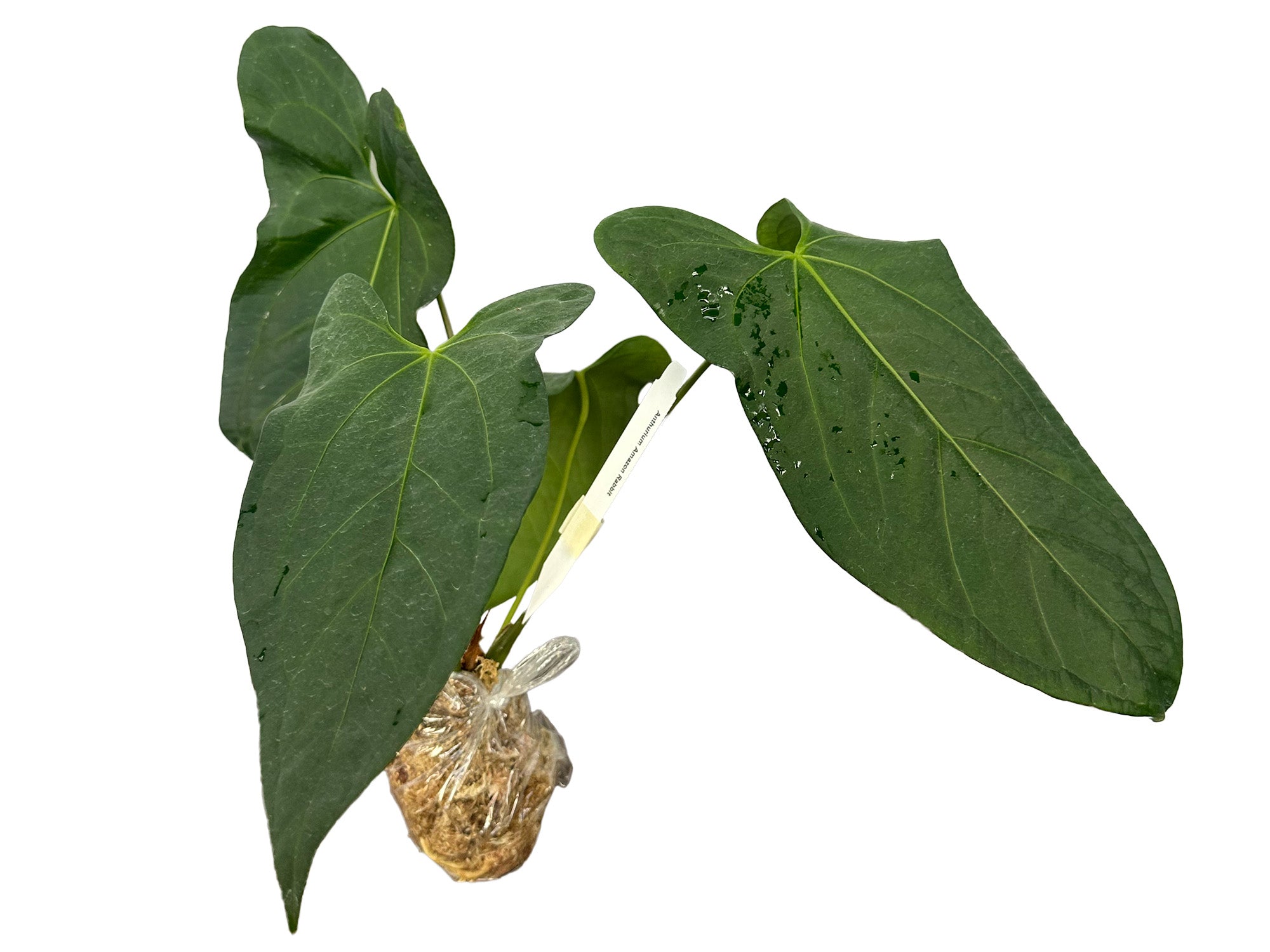 Anthurium Amazon Rabbit — Ecuagenera Orquídeas del Ecuador