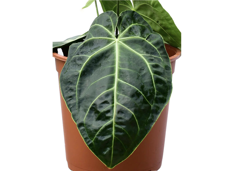 anthurium planta Anthurium Amazon Spirit