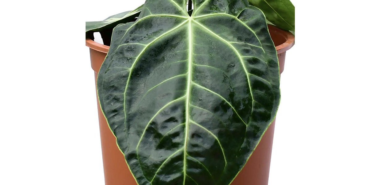 anthurium amazon luxury Anthurium Amazon Spirit — Ecuagenera Orquídeas del Ecuador