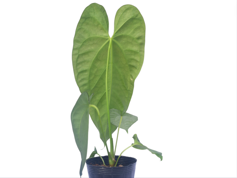 Anthurium Andean Moon x Anthurium Esmeralda Luxury