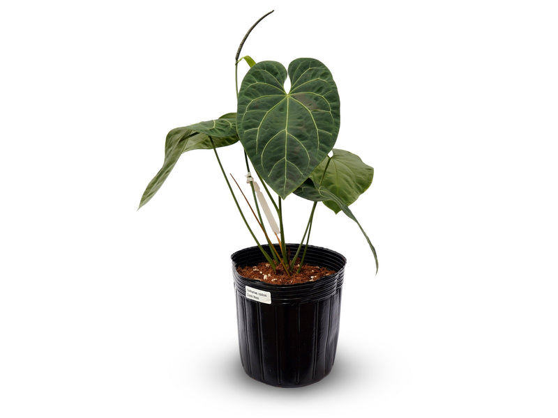 Anthurium Andean Green Moon