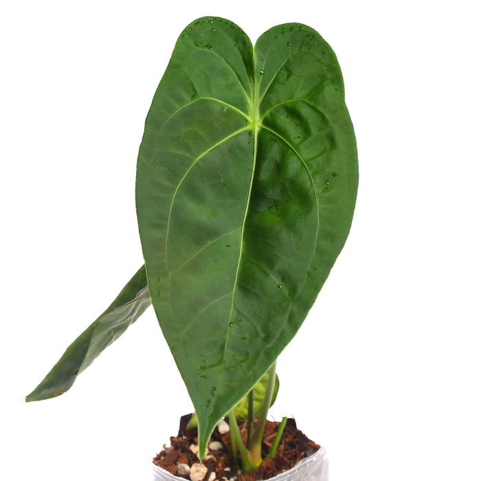 Anthurium Andean Heart