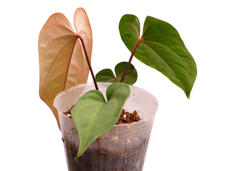 Anthurium Andean Magic x Anthurium dressleri