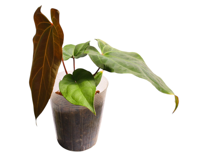 Anthurium Andean Magic x Anthurium Fantasy