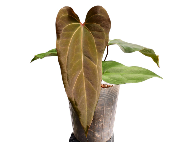 Anthurium Andean Magic x Anthurium Fantasy