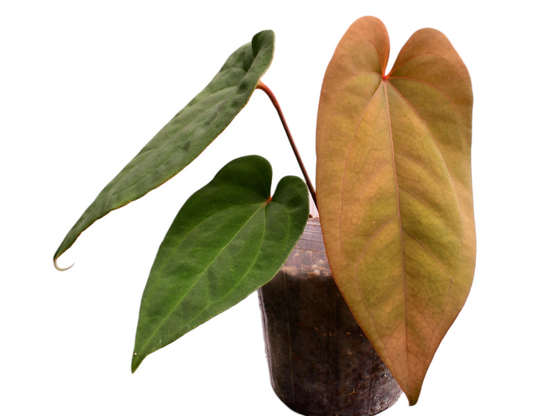 Anthurium Andean Magic x Anthurium dressleri