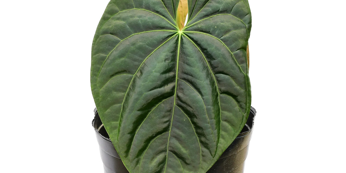 alocasia zebrina pfeilblatt Alocasia Zebrina main image 1