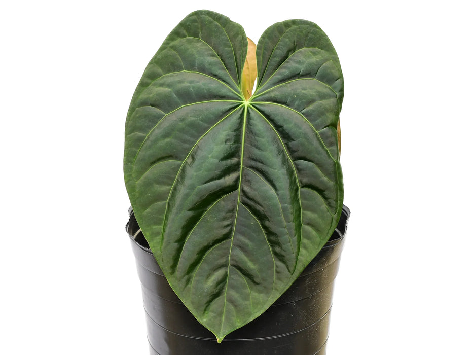 Anthurium Andean Moon