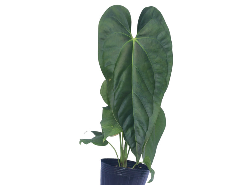 Anthurium Andean Moon x Anthurium Esmeralda Luxury