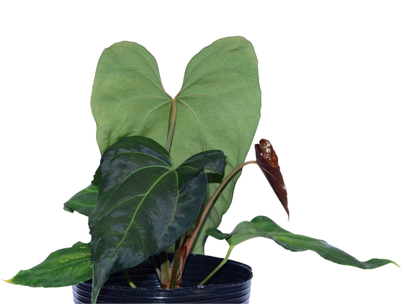 anthurium fantasia Anthurium Fantasia de la Luna