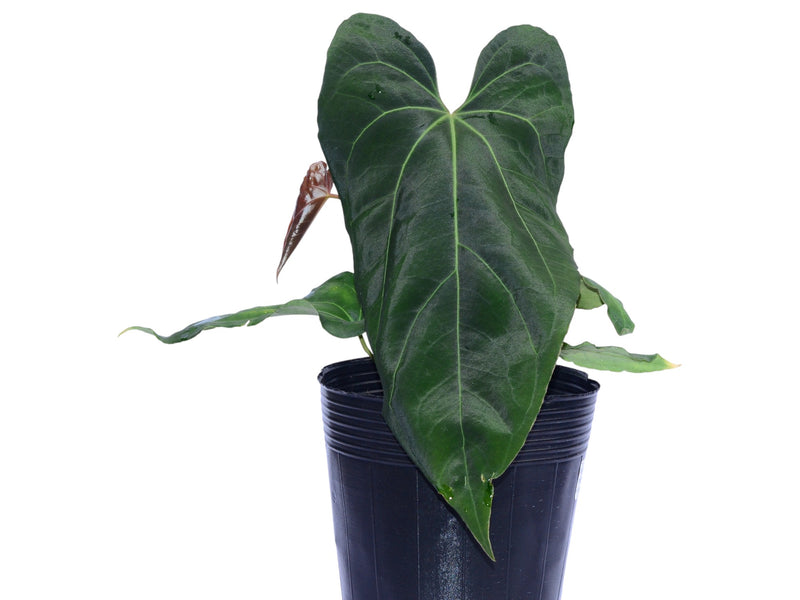 Anthurium Fantasia de la Luna