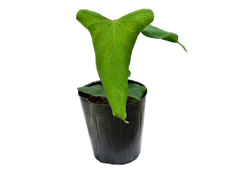 anthurium price philippines Anthurium Andean Night — Ecuagenera Orquídeas del Ecuador