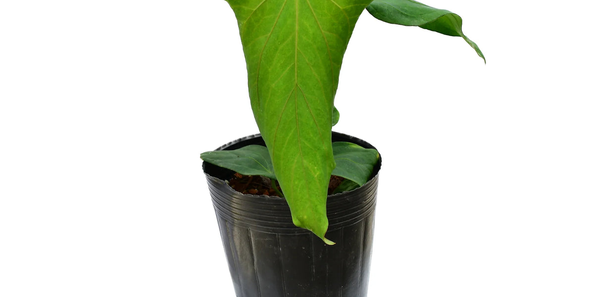 Anthurium Andean Night — Ecuagenera Orquídeas del Ecuador