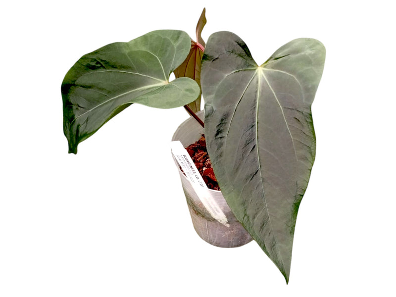 Anthurium Andean Night x Anth. Crystal Dress