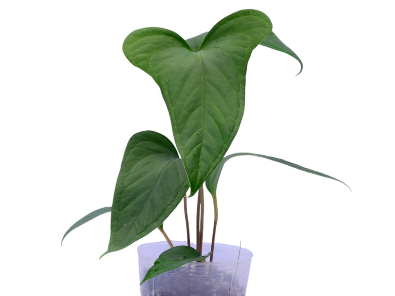 anthurium moronense Anthurium One Night in Morona