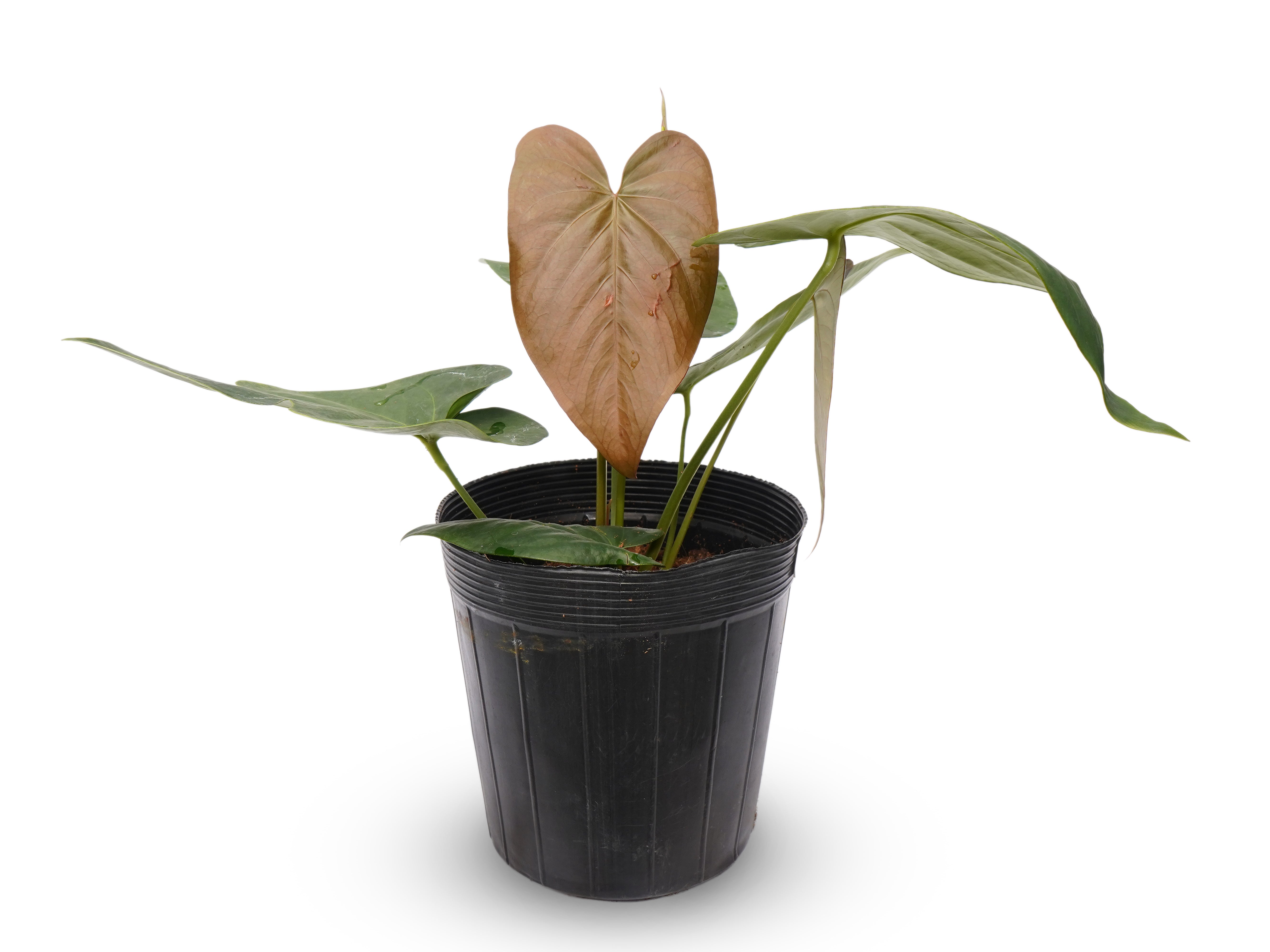 Anthurium Angélit of Panama