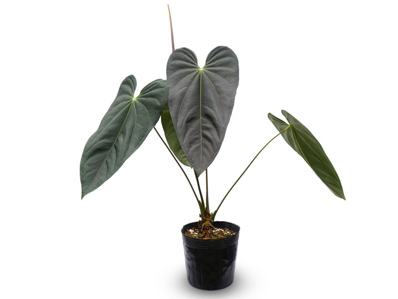 Anthurium Arrow Head