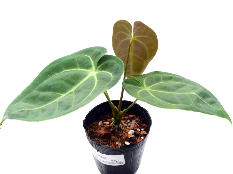 Anthurium Arrow Head x Anth. Magnificent Silver
