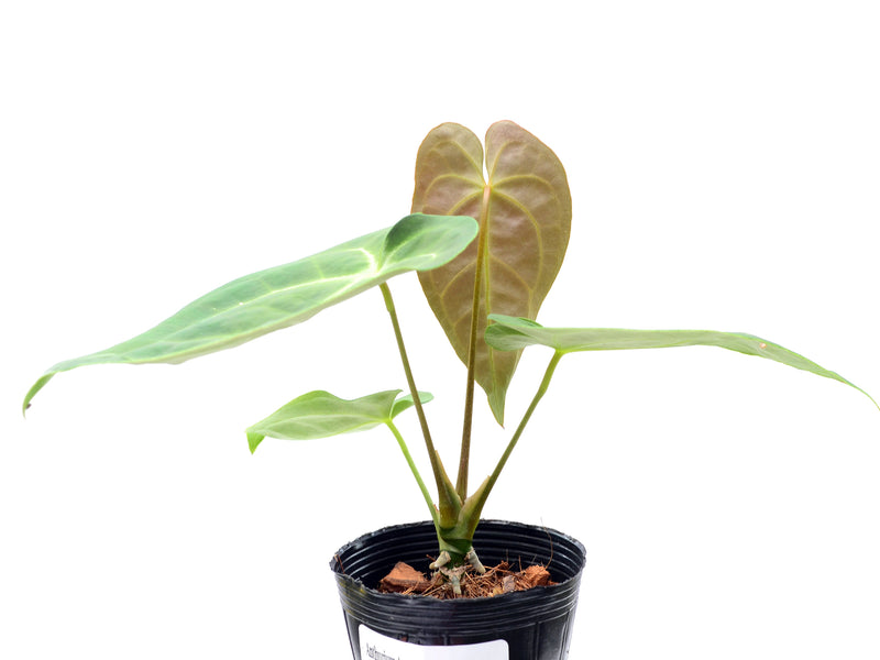 Anthurium Arrow Head x Anth. Magnificent Silver
