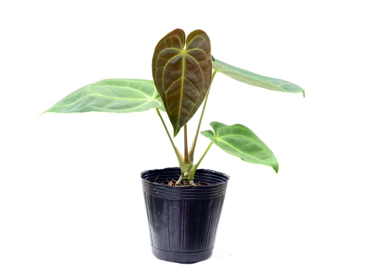 Anthurium Arrow Head x Anth. Magnificent Silver