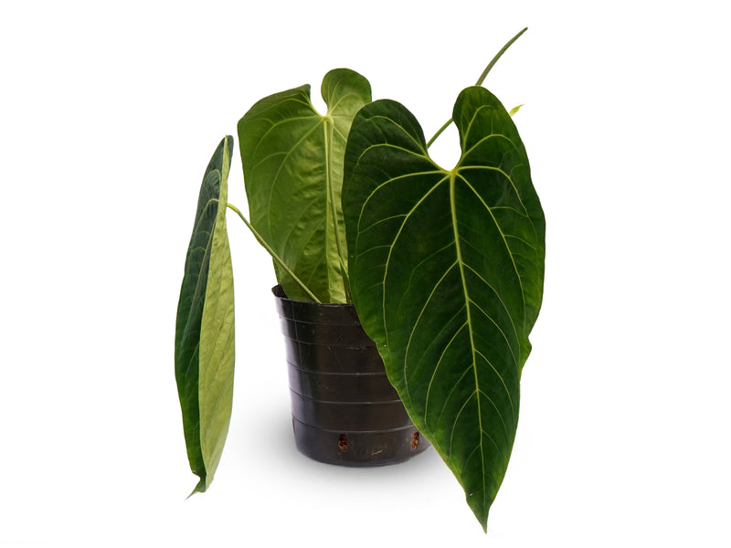 Anthurium Arthurs Crystals