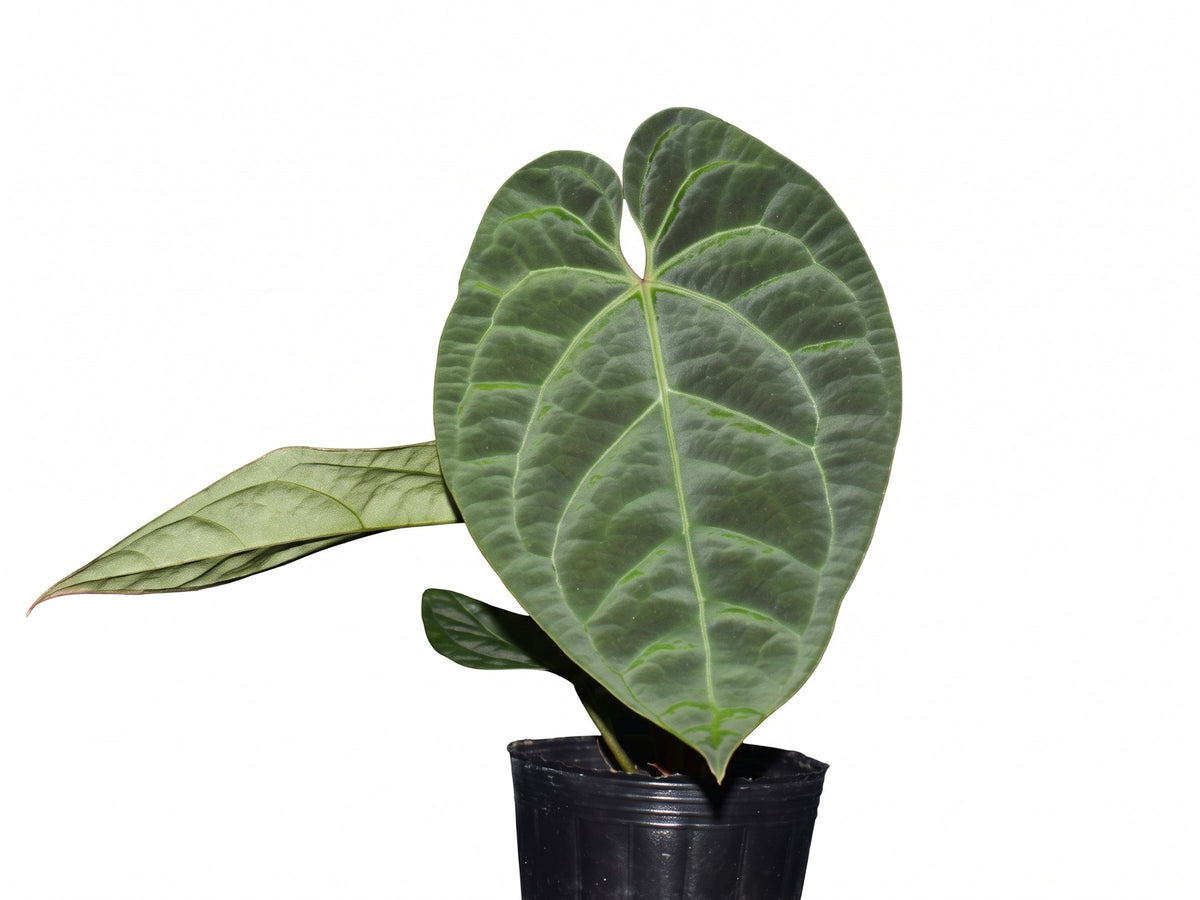 Anthurium Axiom x Anth. Andean Moon