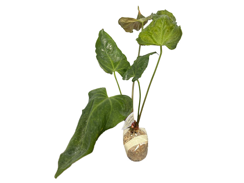 Anthurium Beautiful Wonder 'Inverse crossing'