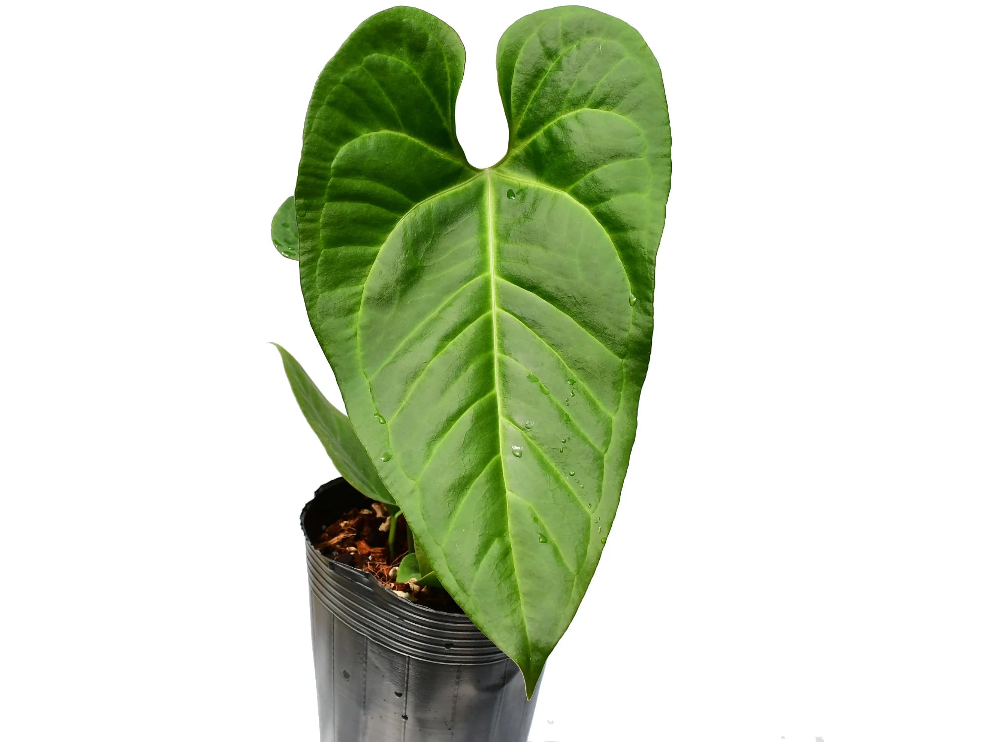 hybrid anthurium Anthurium Beautiful Wonder — Ecuagenera Orquídeas del Ecuador