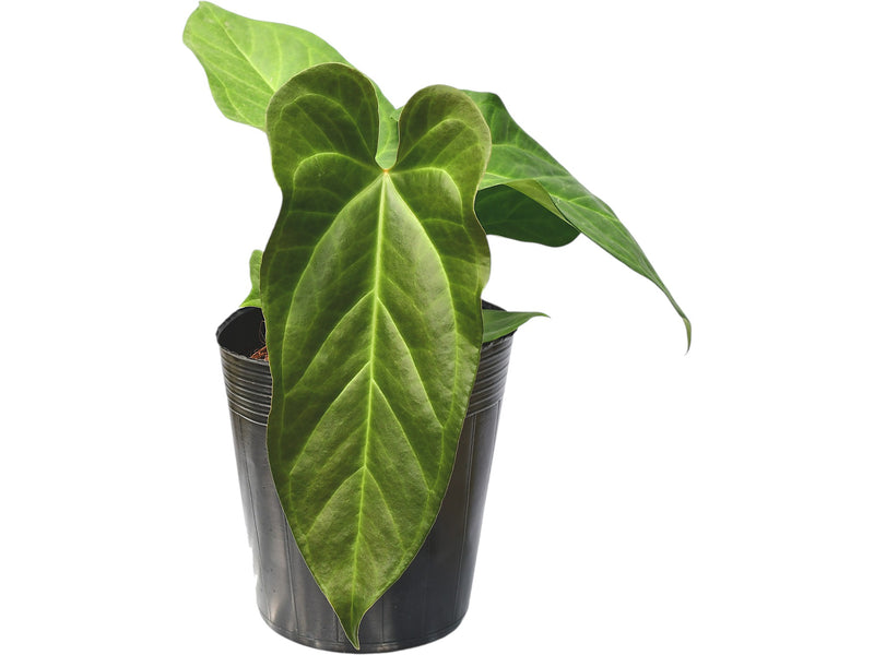 anthurium español Anthurium Beautiful Wonder — Ecuagenera Orquídeas del Ecuador