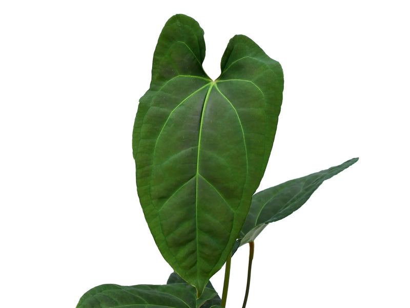 black leaf anthurium Anthurium Black Anaconda — Ecuagenera Orquídeas del Ecuador