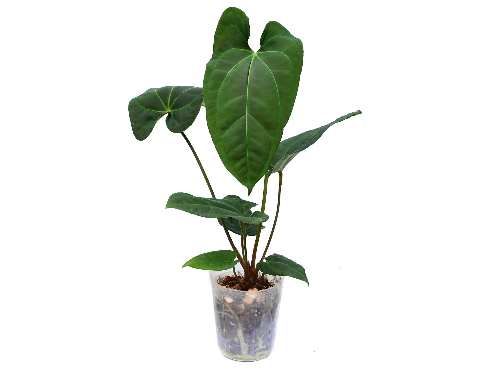 anthurium negro Anthurium Black Anaconda