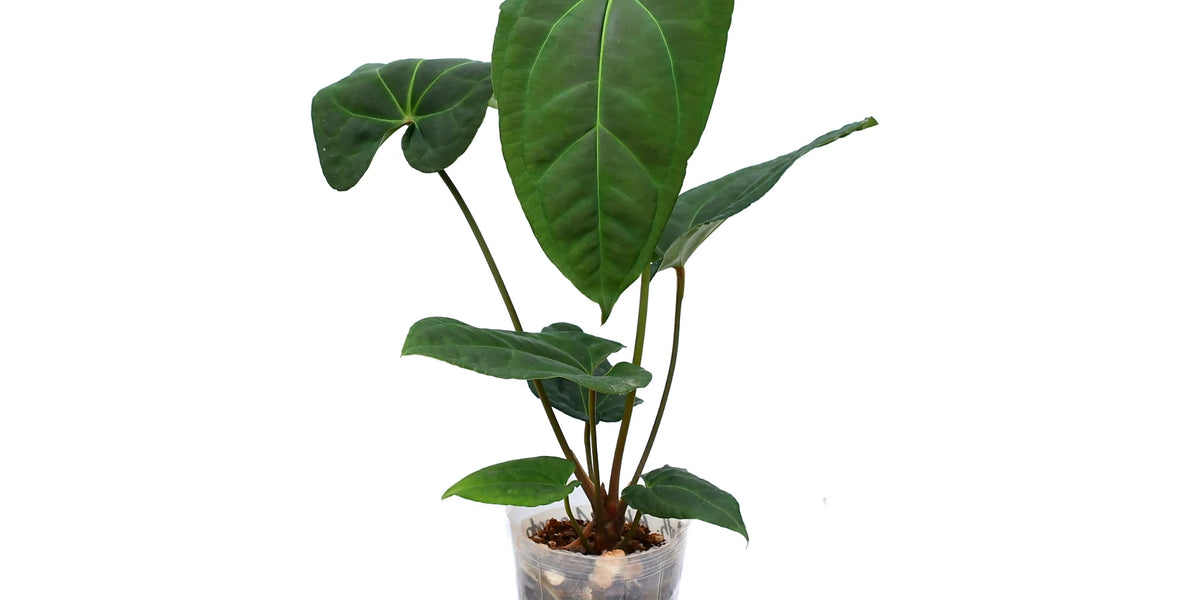 Anthurium_Black_Anaconda_plant