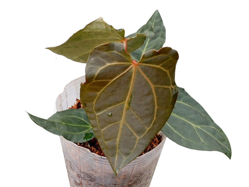 anthurium dark crystal Anthurium Black Anaconda x (Anth. Dr. Block x Red Crystal NSE) — Ecuagenera Orquídeas del Ecuador