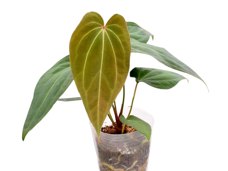 Anthurium Black Anaconda x Anth. Ecuagenera Green Soul
