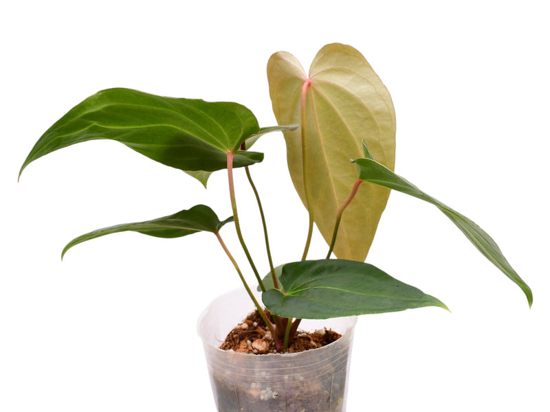 Anthurium Black Anaconda x Anth. Ecuagenera Green Soul