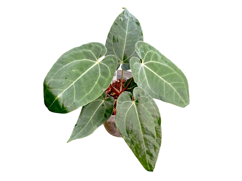Anthurium Black Anaconda x Anthurium Eureka