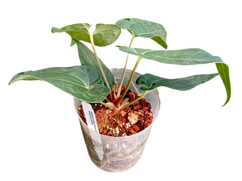 Anthurium Black Anaconda x Anthurium Eureka