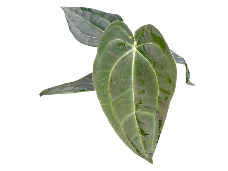 Anthurium Black Anaconda x Anthurium Eureka