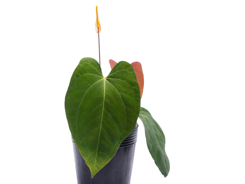 Anthurium Black Anaconda x Anthurium papillilaminum